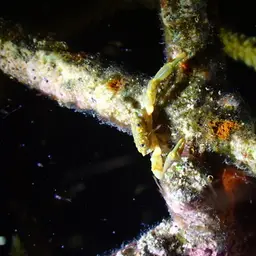 Emerald Crab, photo 3