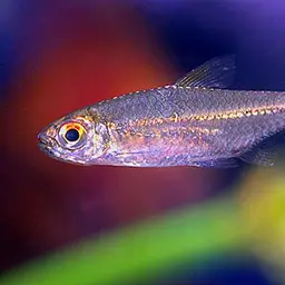 Ceros Tetra, photo 1