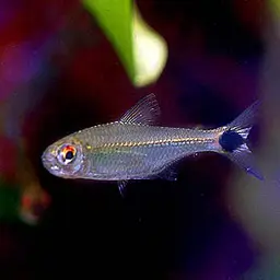 Ceros Tetra, photo 2