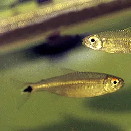 Ceros Tetra, photo 3