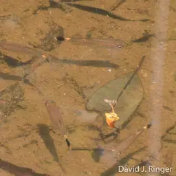 Redeye Tetra, photo 1