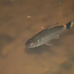 Redeye Tetra, photo 2