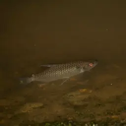 Redeye Tetra, photo 3