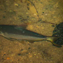 Redeye Tetra, photo 5
