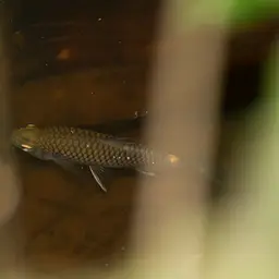 Redeye Tetra, photo 6