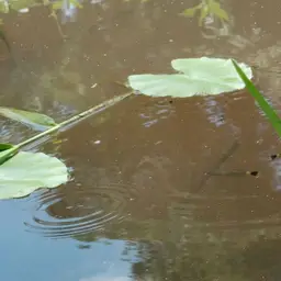 Redeye Tetra, photo 8
