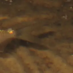 Redeye Tetra, photo 9