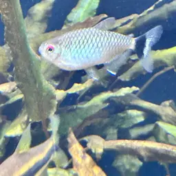 Redeye Tetra, photo 11