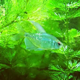 Diamond Tetra, photo 1