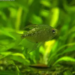 Diamond Tetra, photo 2