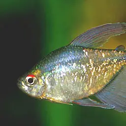 Diamond Tetra, photo 3