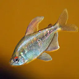 Diamond Tetra, photo 4