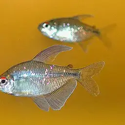Diamond Tetra, photo 5