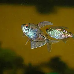 Diamond Tetra, photo 6
