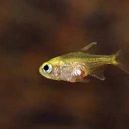 Diamond Tetra, photo 7