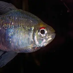 Diamond Tetra, photo 8