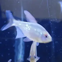 Diamond Tetra, photo 9