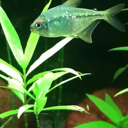 Diamond Tetra, photo 10