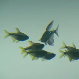Diamond Tetra, photo 11