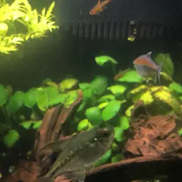 Diamond Tetra, photo 12