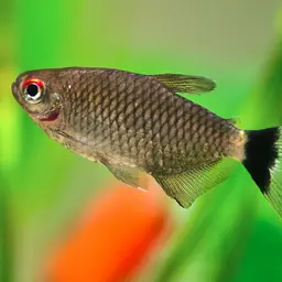 Yellow-banded Moenkhausia, photo 1