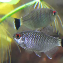 Yellow-banded Moenkhausia, photo 2