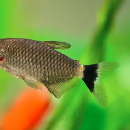Yellow-banded Moenkhausia, photo 3