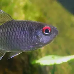 Yellow-banded Moenkhausia, photo 4