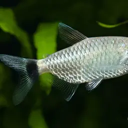 Yellow-banded Moenkhausia, photo 5