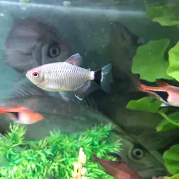 Yellow-banded Moenkhausia, photo 7
