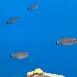 Yellow-banded Moenkhausia, photo 10