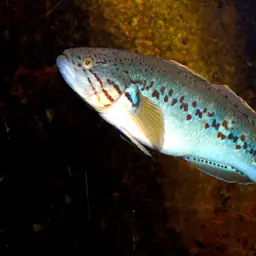 Southern Purple Spotted Gudgeon, photo 1