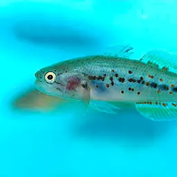Southern Purple Spotted Gudgeon, photo 2