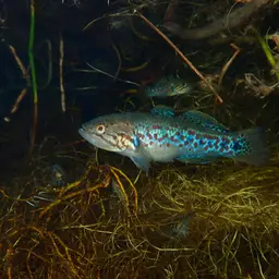 Southern Purple Spotted Gudgeon, photo 3