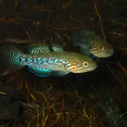 Southern Purple Spotted Gudgeon, photo 4