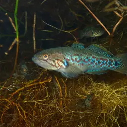 Southern Purple Spotted Gudgeon, photo 5
