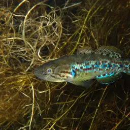 Southern Purple Spotted Gudgeon, photo 6