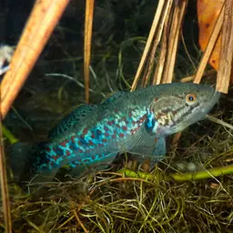 Southern Purple Spotted Gudgeon, photo 7