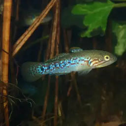 Southern Purple Spotted Gudgeon, photo 8