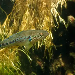 Southern Purple Spotted Gudgeon, photo 9