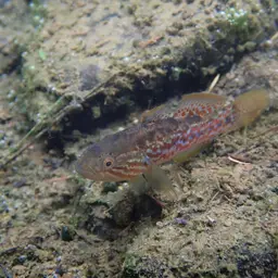 Southern Purple Spotted Gudgeon, photo 11