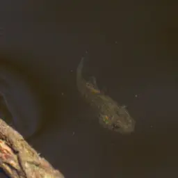 Southern Purple Spotted Gudgeon, photo 12