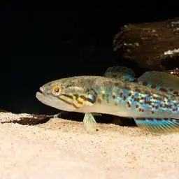 Northern Purplespotted Gudgeon, photo 1