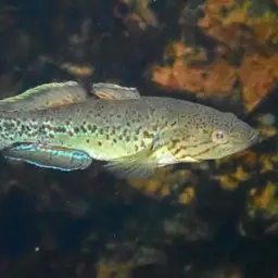 Northern Purplespotted Gudgeon, photo 2