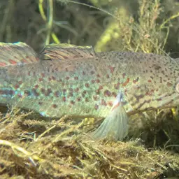 Northern Purplespotted Gudgeon, photo 3