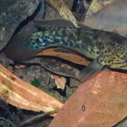 Northern Purplespotted Gudgeon, photo 5