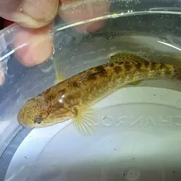 Northern Purplespotted Gudgeon, photo 6