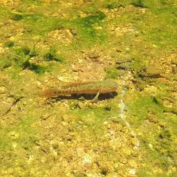 Northern Purplespotted Gudgeon, photo 7