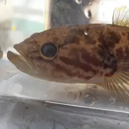 Northern Purplespotted Gudgeon, photo 8