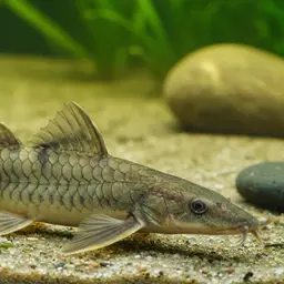 Mokele-mbembe Bichir